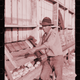 A 1942 photograph of a man sorting washed grapefruit at a juice plant in Weslaco, Texas, a town in the Rio Grande Valley